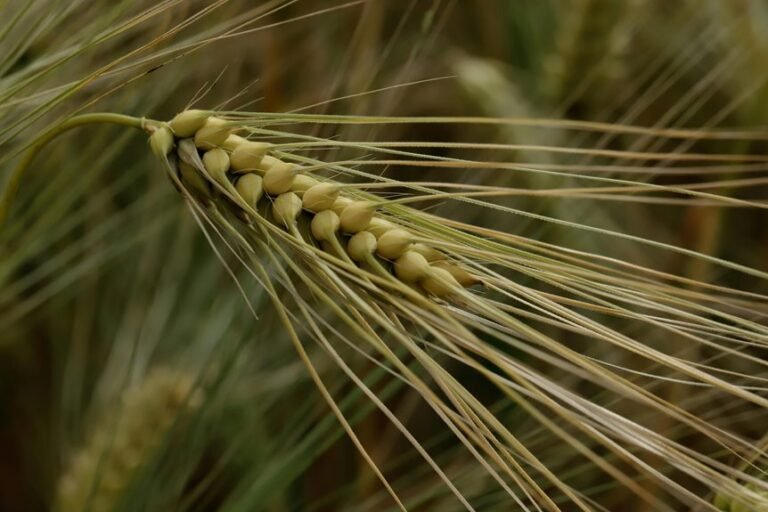 nippon india growth fund